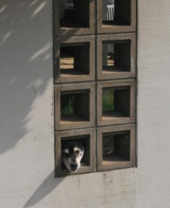 犬窓2